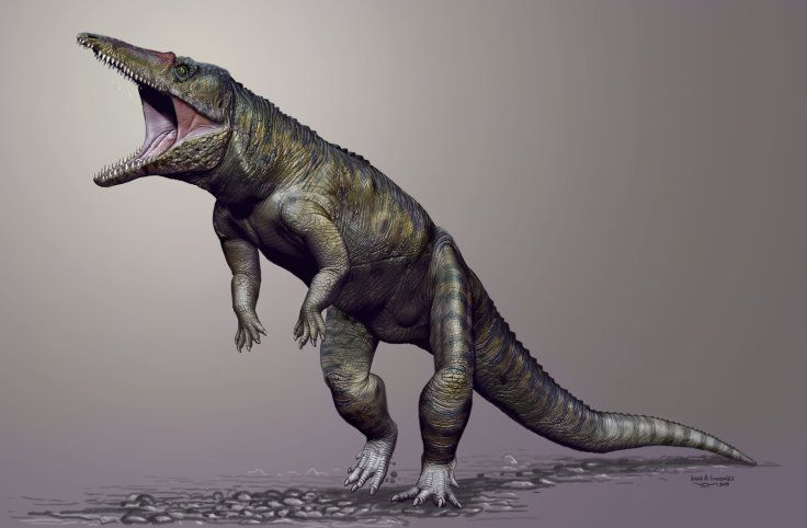 carolinabutcher