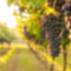 klase med nebbiolo druvor i piemonte