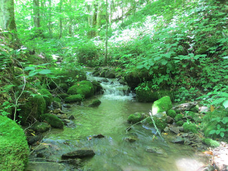 June 26 - More New Creeks!