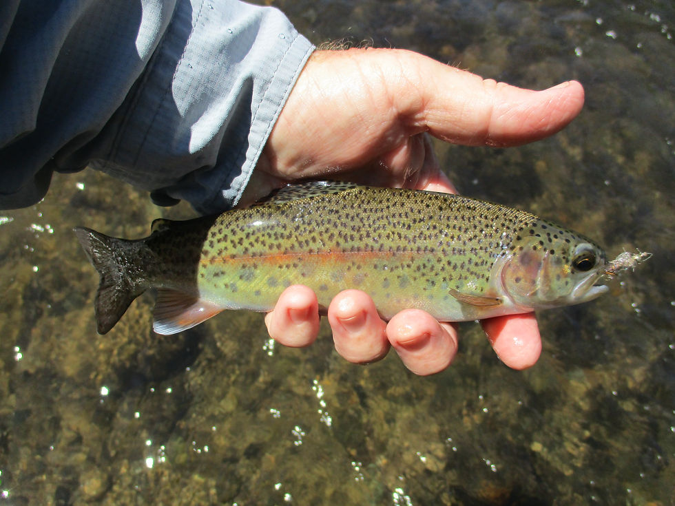 Hatchery supported, but full of wild rainbows around Andrews