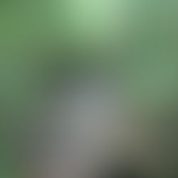 6/16/20 Chestnut Flats Branch - new creek #971