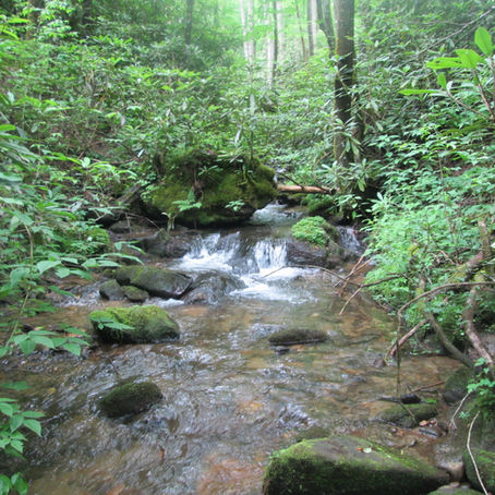 6/16/20 Chestnut Flats Branch - new creek #971