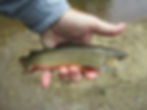 I'm blessed to live 15 minutes from wild trout, but put-and-take hatchery fish have their place.