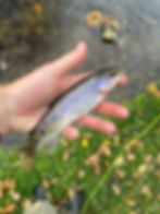 Shawneehaw rainbow