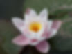 WATER LILY cPYule2008.jpg