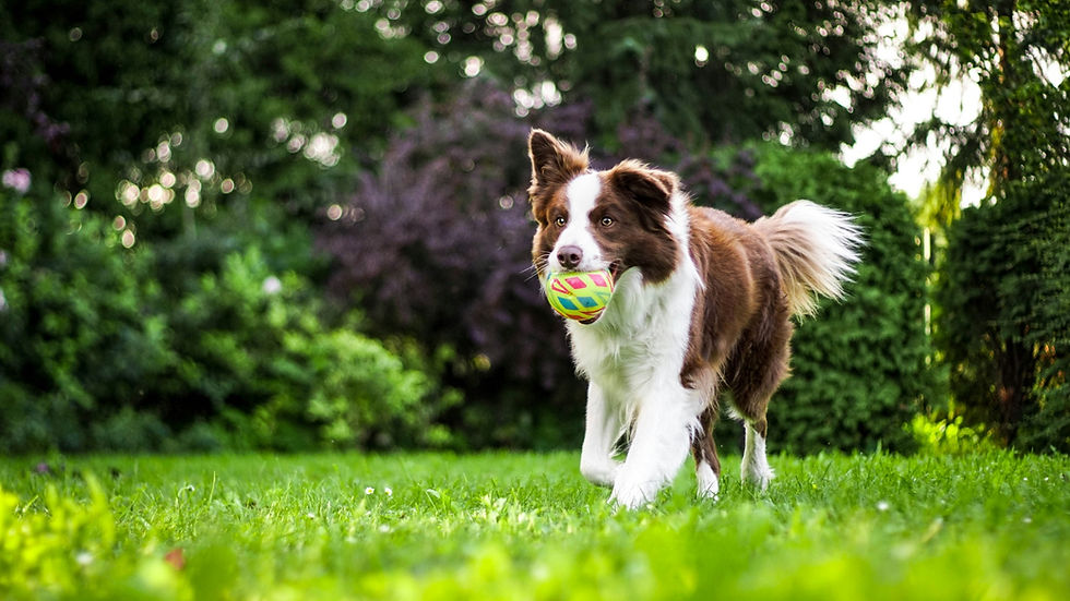 Dog running on grass with colourful ball in mouth
