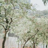 春暖花開的季節裡，我選擇了歲月靜好