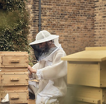7. bees2.jpg