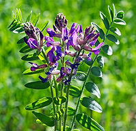astragalus.jpg