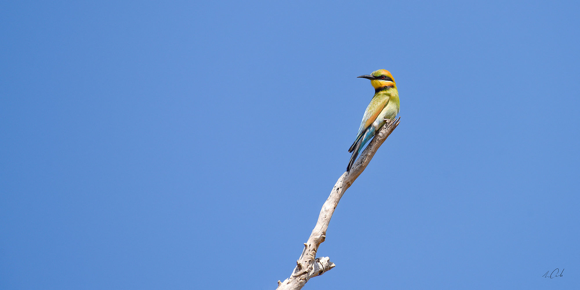"Rainbow Bee-eater". 24" x 12"