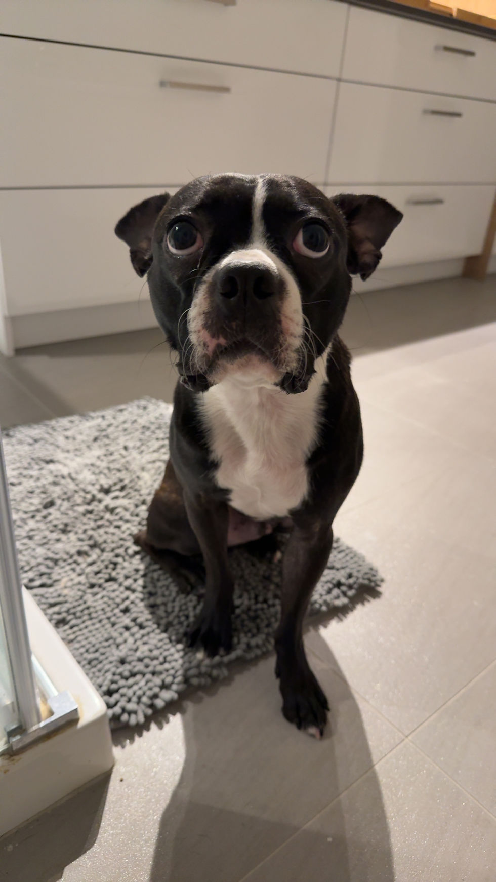 Boston Terrier 
