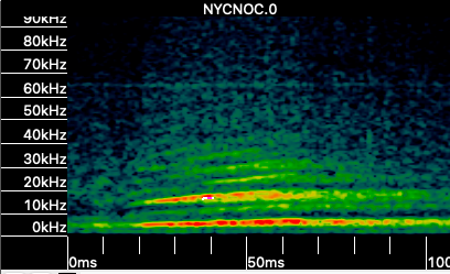 Low frequency bat call (Nyctalus noctula) content media
