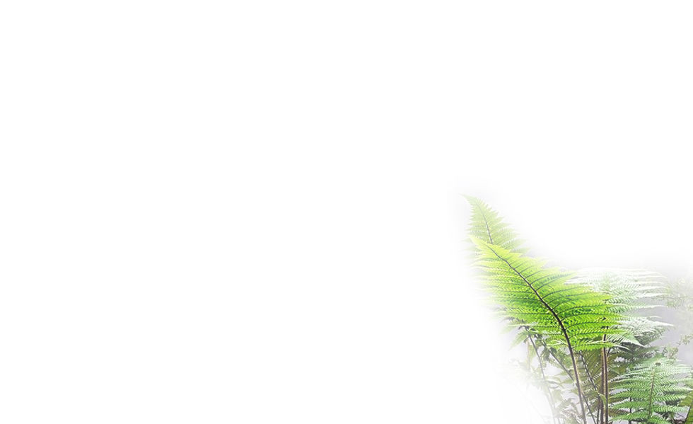 fernWhite4.jpg