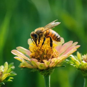 Pesticide-Free Solutions