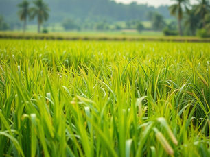 Paddy Cultivation Guide 2026: Tips for High Yield