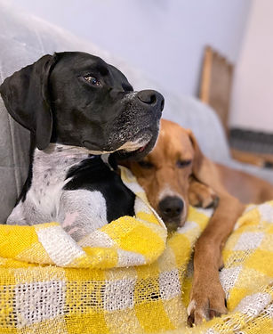 English Pointer Chloe and Piper