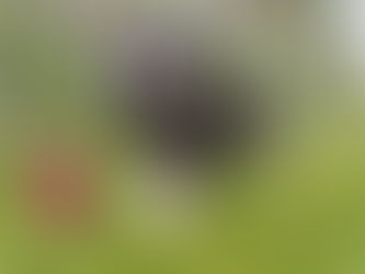 7 puppies nearly ready for new homes - from 22 January 2023