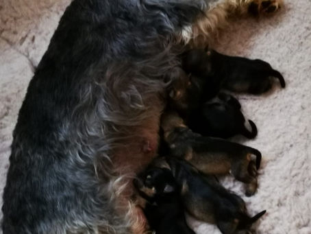 Our first pups! May 2021