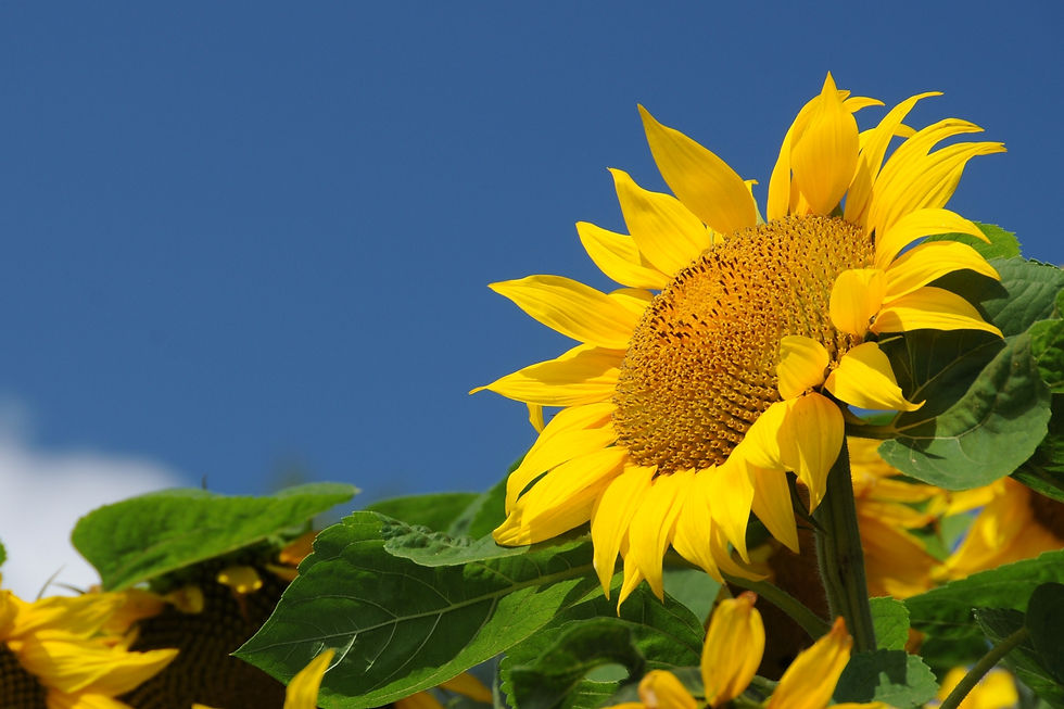 6D713F51-9E94-45D2-8F6B-569070816591.jpeg