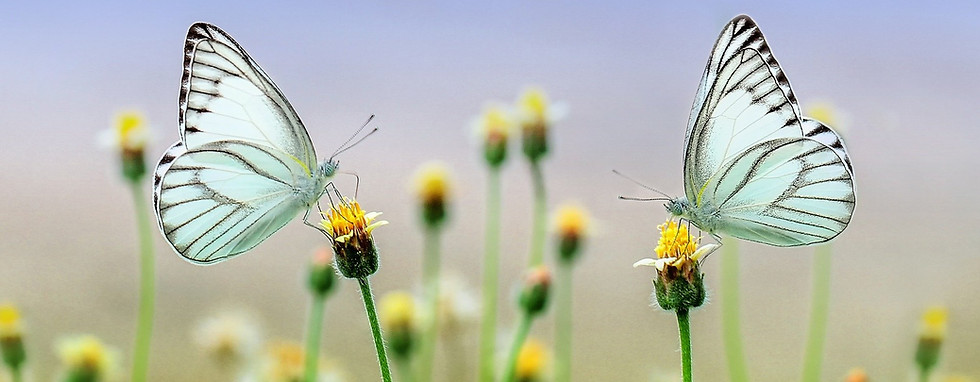 butterflies-gadcb43059_1920.jpg
