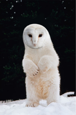 Arctic Owl