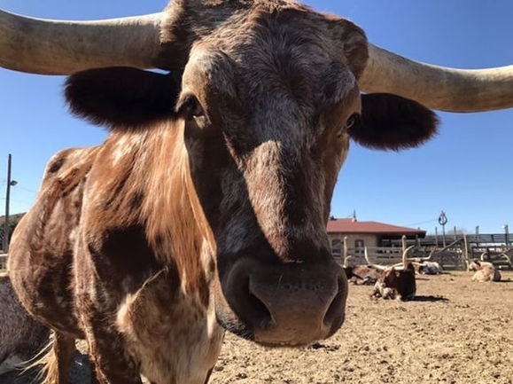 Cow Picture