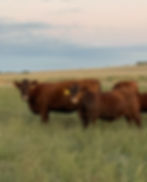 Ressler Land & Cattle