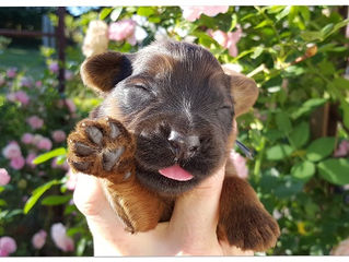 1 week - Enrico x Feodora