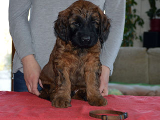 6 weeks - Enrico x Belize