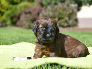 3,5 weeks - Enrico x Rococo