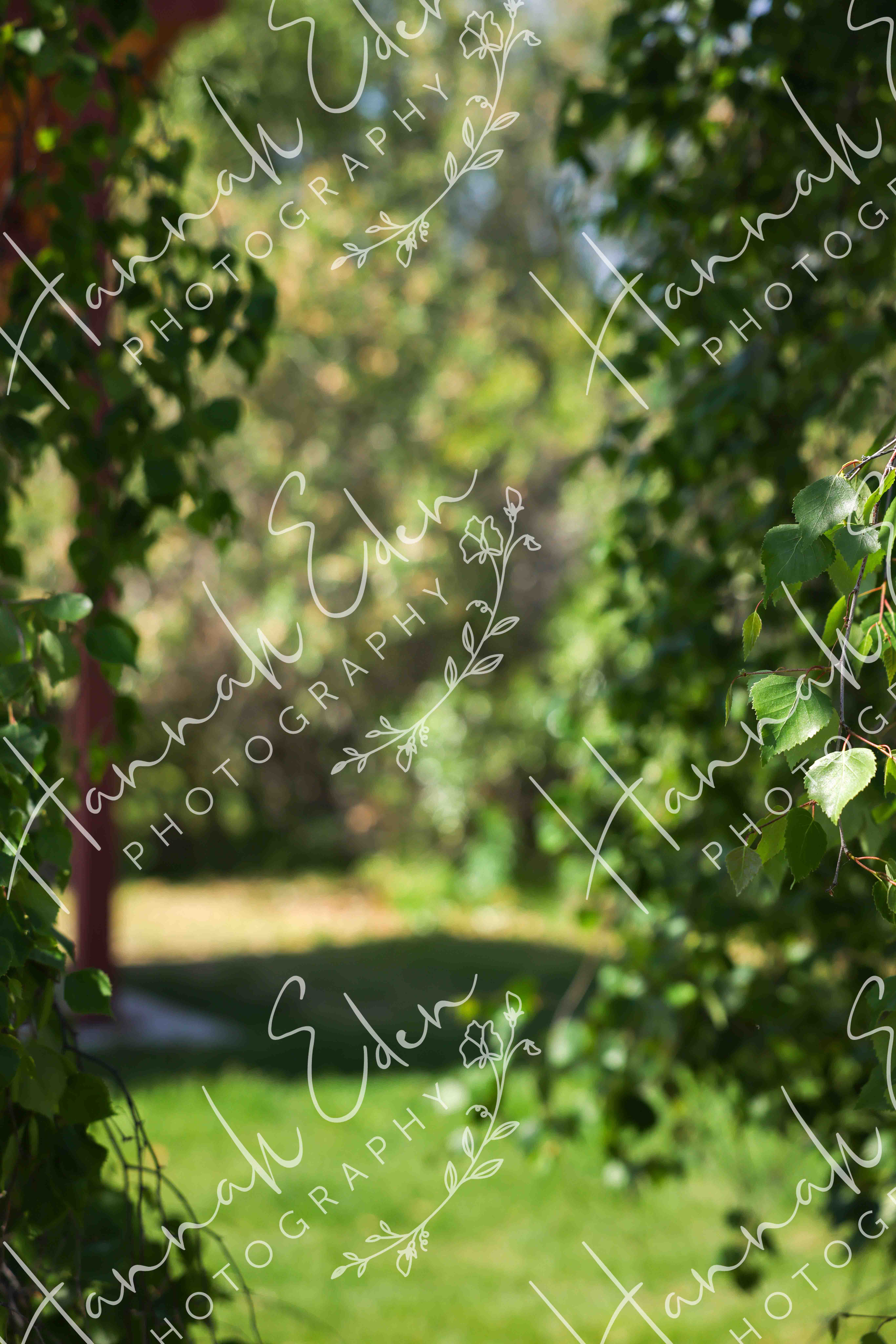 Birch Leaves