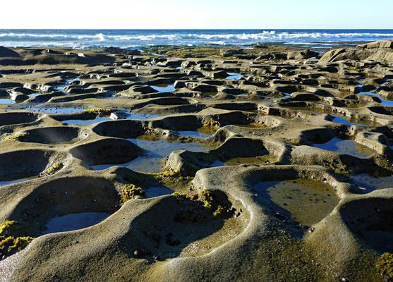 Explore the Tide Pools in La Jolla (Wednesday)