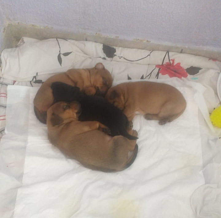 Irmãos "Rrhá-Rrhá" resgatados em 06/07/2025