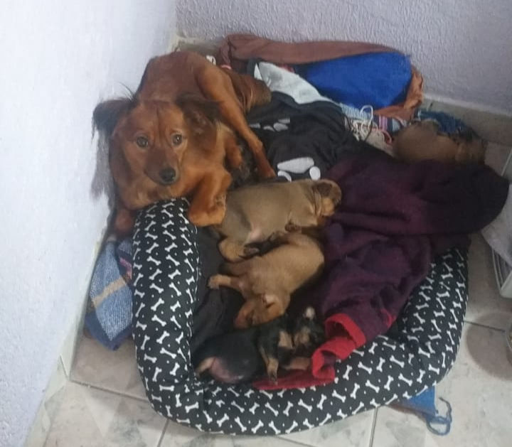 Irmãos "Rrhá-Rrhá" com a mamãe no dia do resgate em 2025