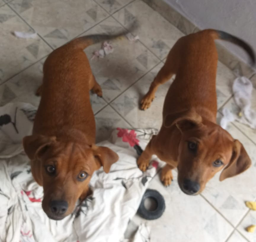 Irmãos "Rrhá-Rrhá" com 3 meses após o resgate