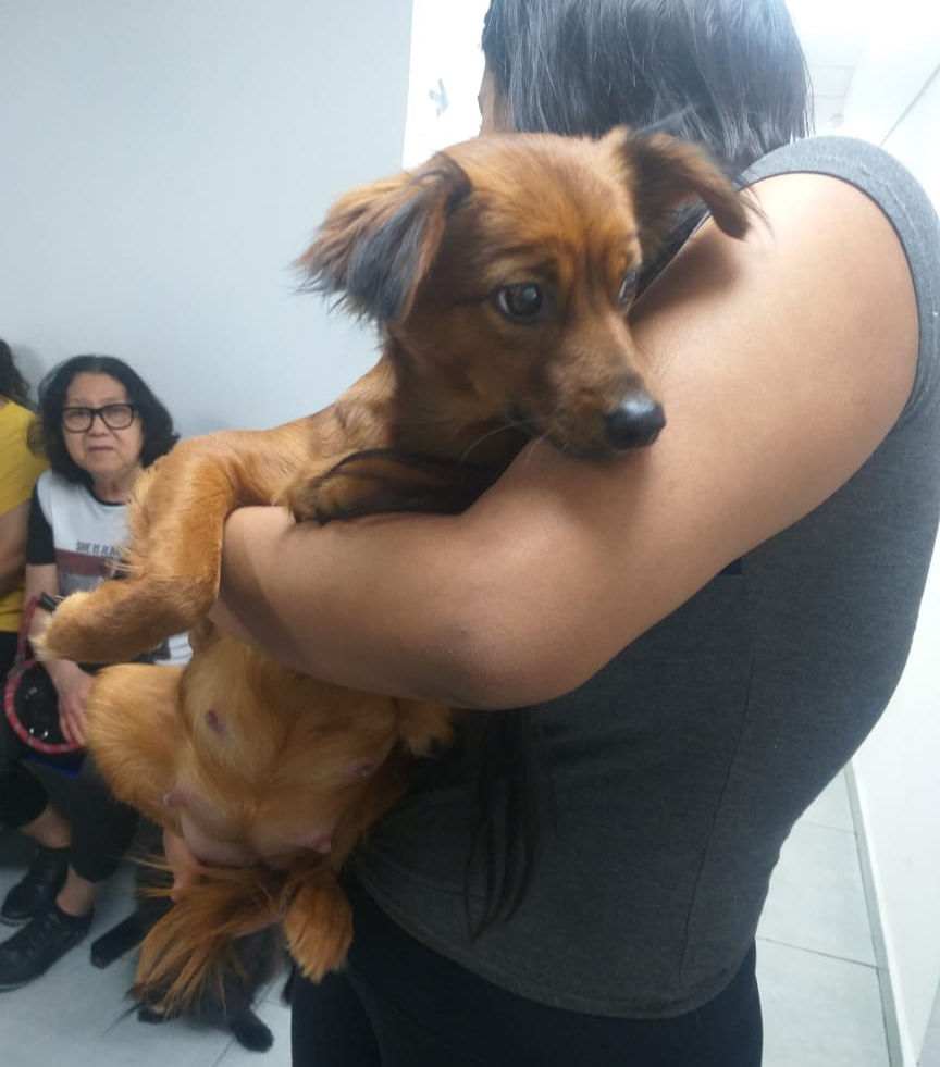 Cachorrinha Layla resgatada em 10/07/2025