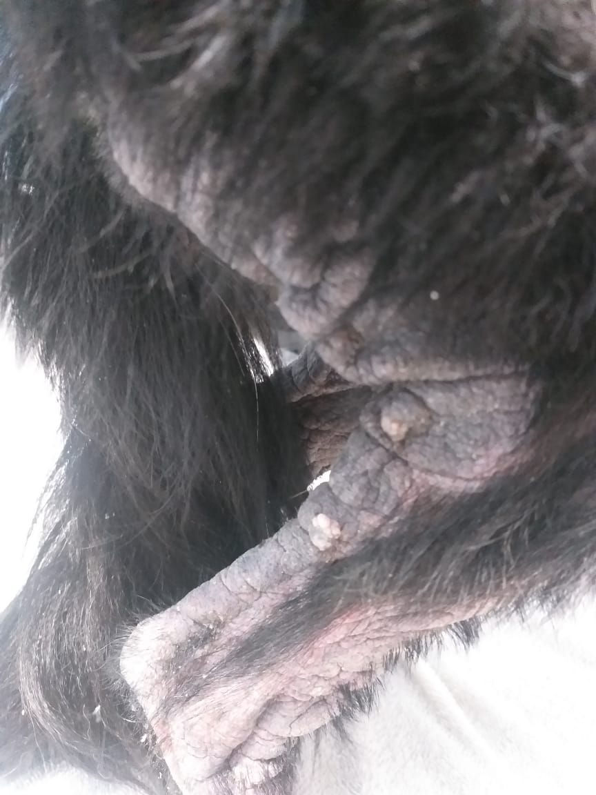 Cachorrinha Cristal que está sendo tratada mensalmente desde 2025 contra doença de pele
