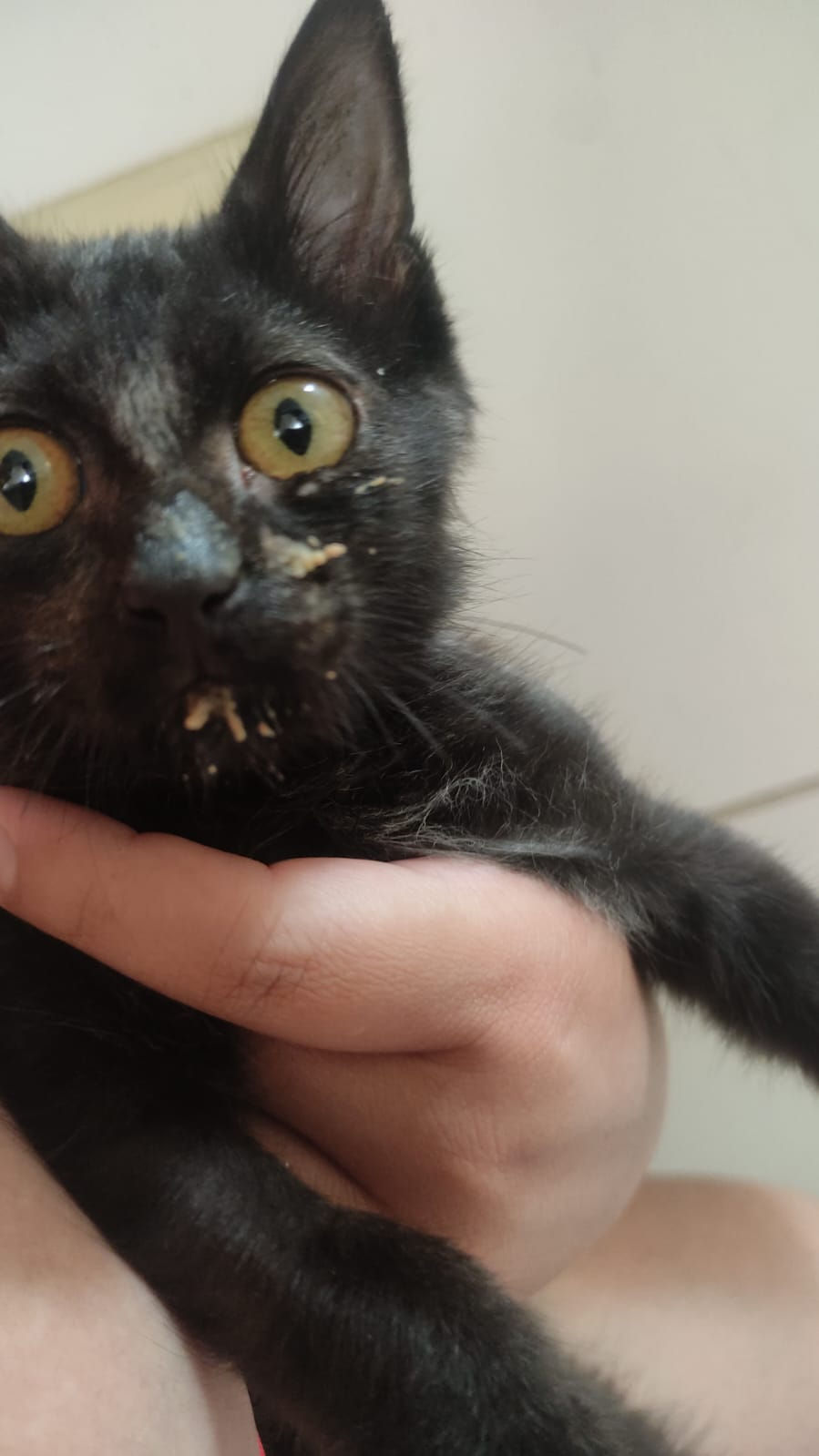 Gatinho resgatado em fevereiro de 2026 - realizado a cirurgia de recuperação do reto.