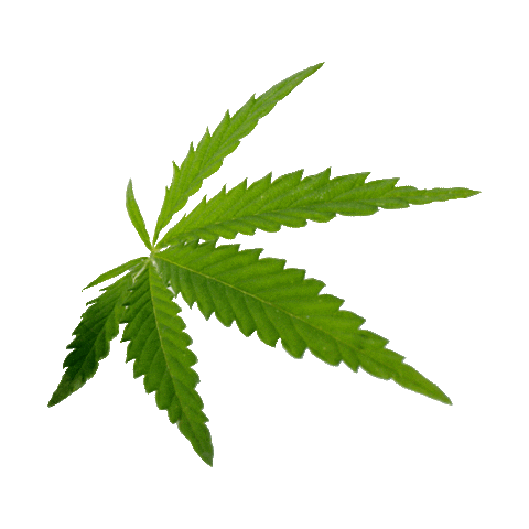 dank shatter flower cannabis dispensary highsociety medical kush wax cannabis business stoner extracts highlife bud legal weed life society cannabiscures oklahoma organic high smoke weed everyday delta ganja california colorado cannabis real estate cultivation smokeshop instaweed cannabis growers happy love Niagara university nu purple eagles Lewiston new York Niagara falls village of Youngstown youngstownny niagara  dispensary cannabis cannabis community cbd thc marijuana weed cannabis culture medical marijuana mmj dabs cannabis industry medical cannabis hemp indica sativa hightimes cbdoil dispensary life concentrates edibles weedstagram terpenes vape cannabis society budtender terps weedporn maryjane smoke happy love university nu purple eagles Lewiston ny Niagara falls ny village of Youngstown ny niagara