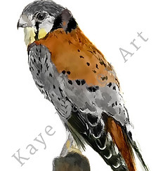 An brown and grey American kestrel bird standing atop a wooden post.