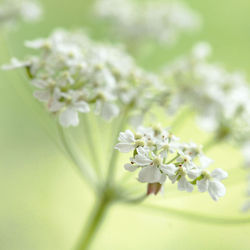 Cowslip Pastel