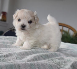 Peanuts