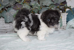 Maltese/ShihTzu - Cricket