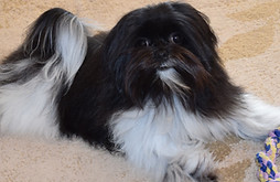 Malshi, puppy, Montana, pets, non shedding