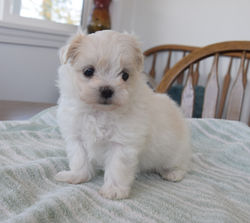 Maltese/ShihTzu - Ruffles