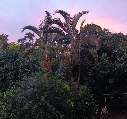 lila evening sky view from our balcony