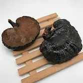 Reishi kaufen Darstellung auf Holz