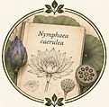 Botanische Zeichnung des Blauen Lotus mit der wissenschaftlichen Bezeichnung Nymphaea caerulea