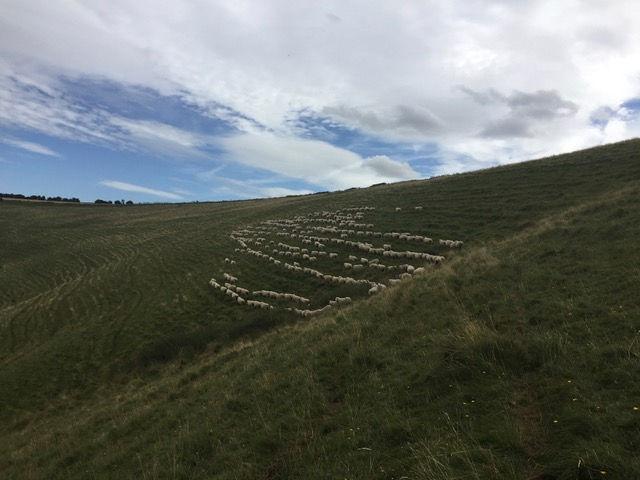 Sheep Tracks