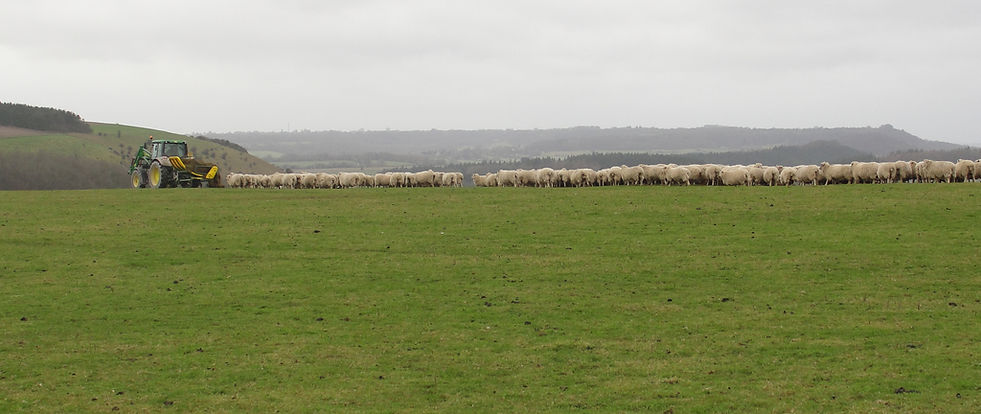 2011 2012 GENERAL PICTURES 002 sheep cr